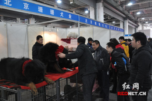 中外名犬大集結(jié) 2010長沙犬博會(huì)盛大揭幕